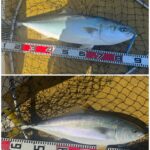 釣果