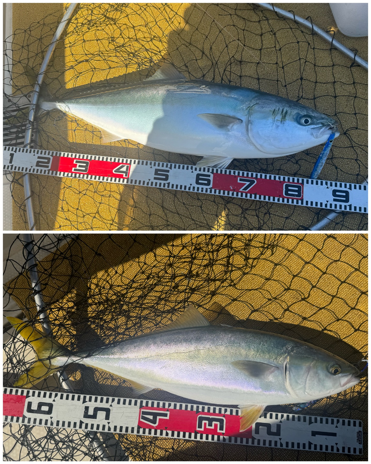 釣果