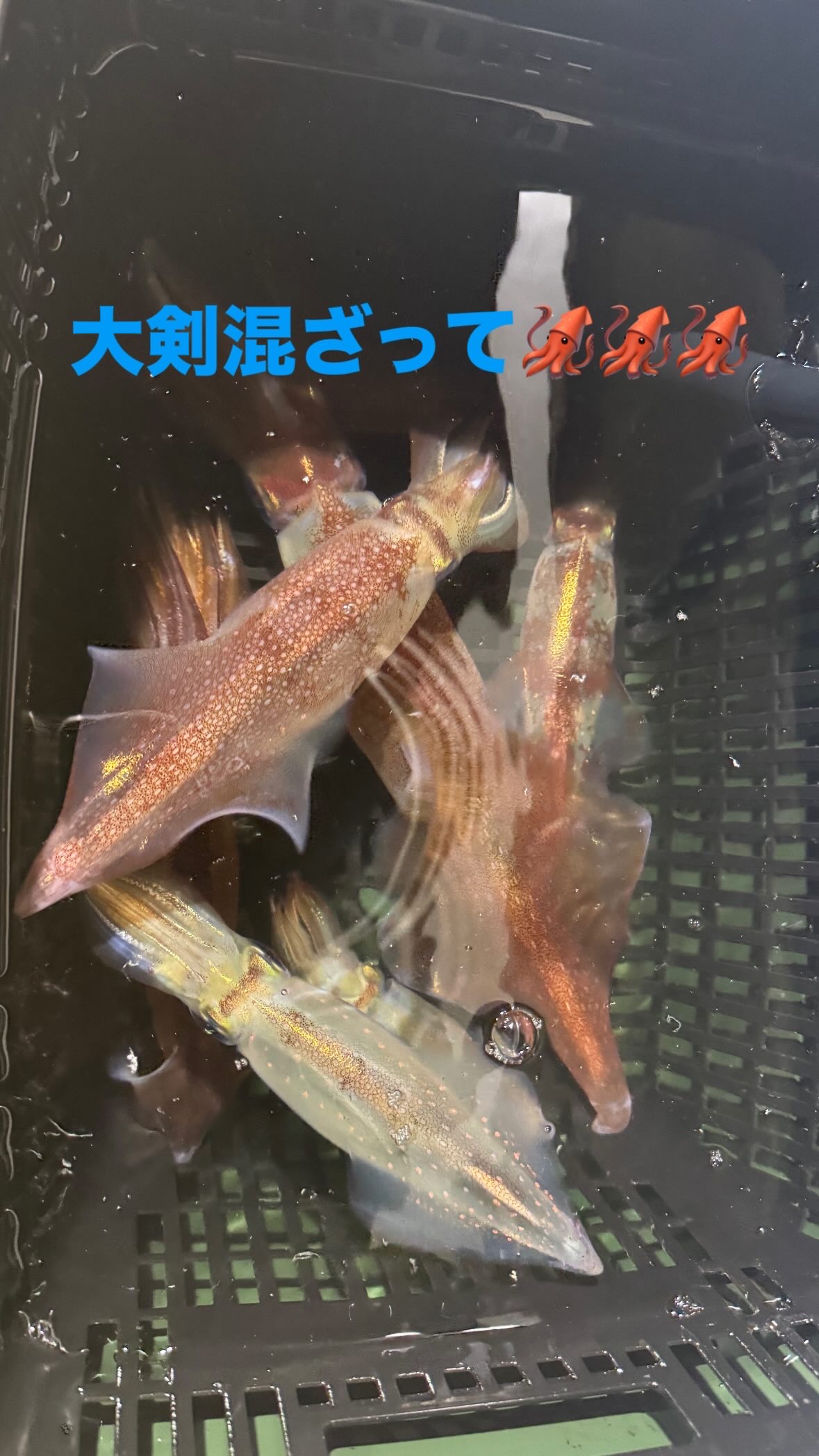 釣果