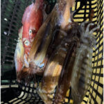 釣果