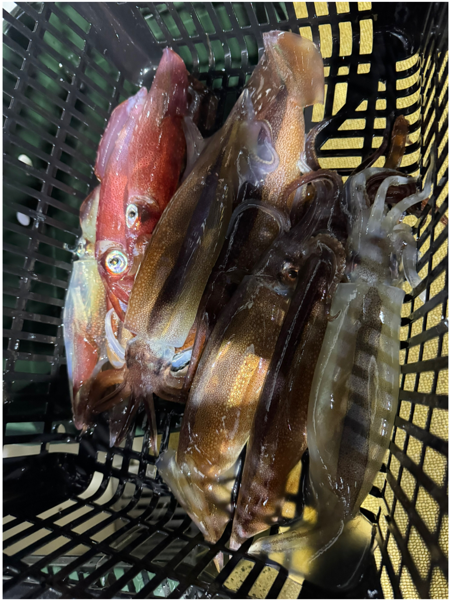 釣果