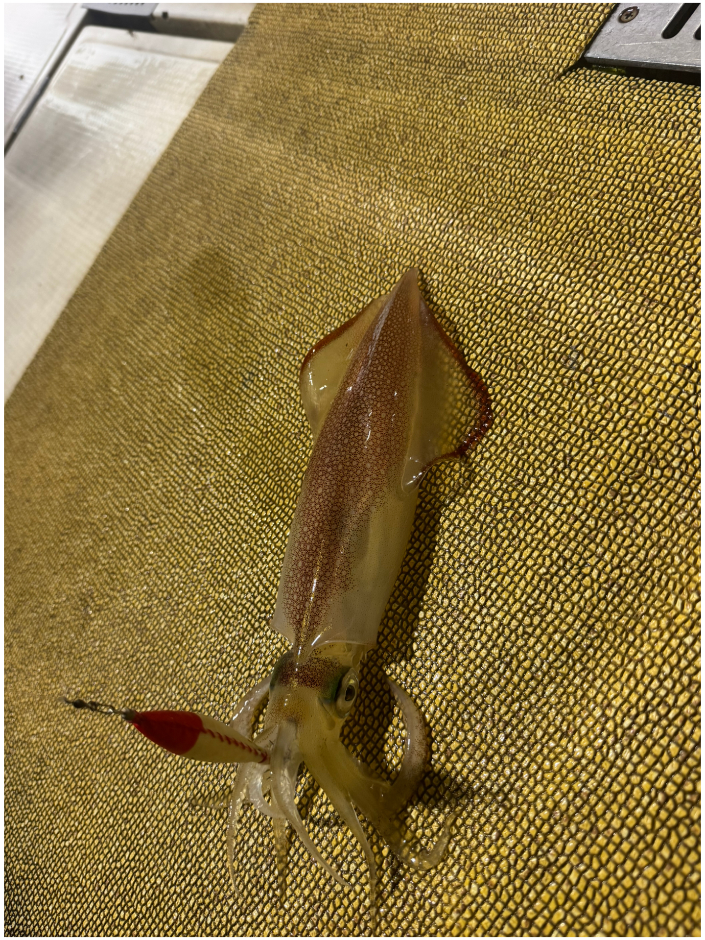 釣果