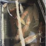 釣果