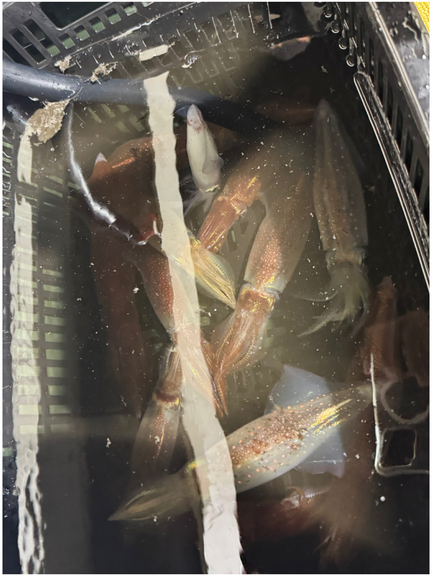 釣果