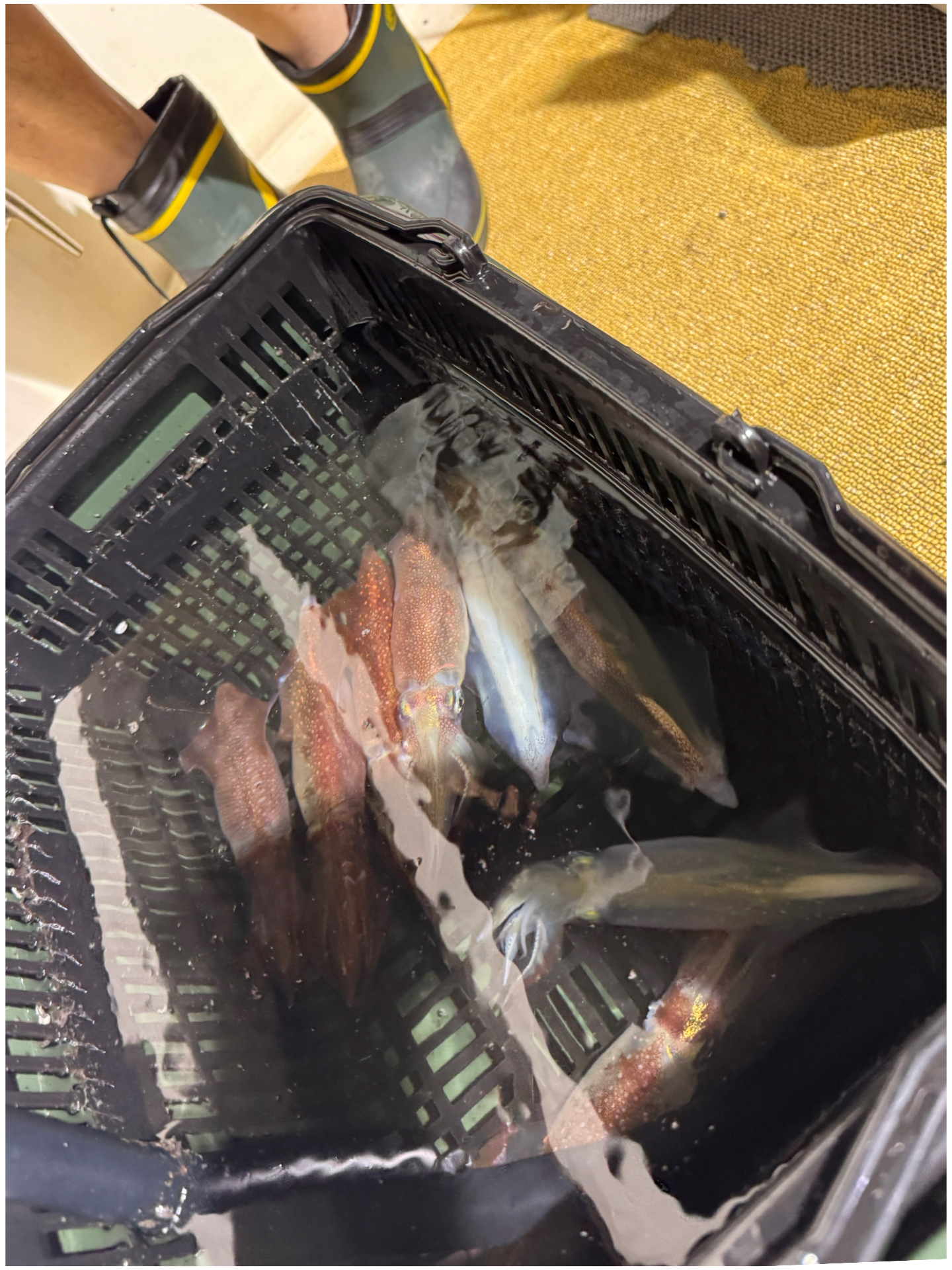 釣果