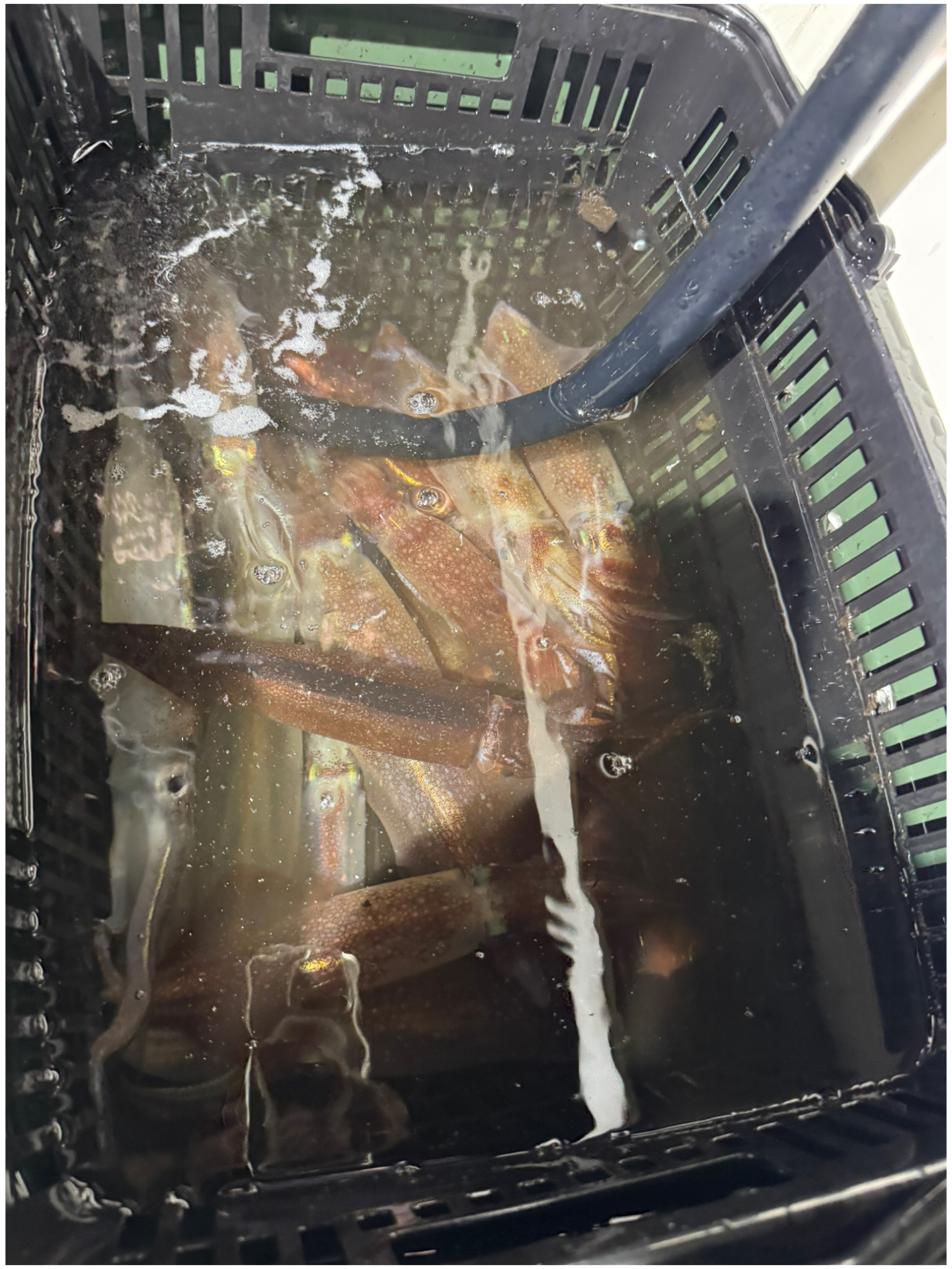釣果