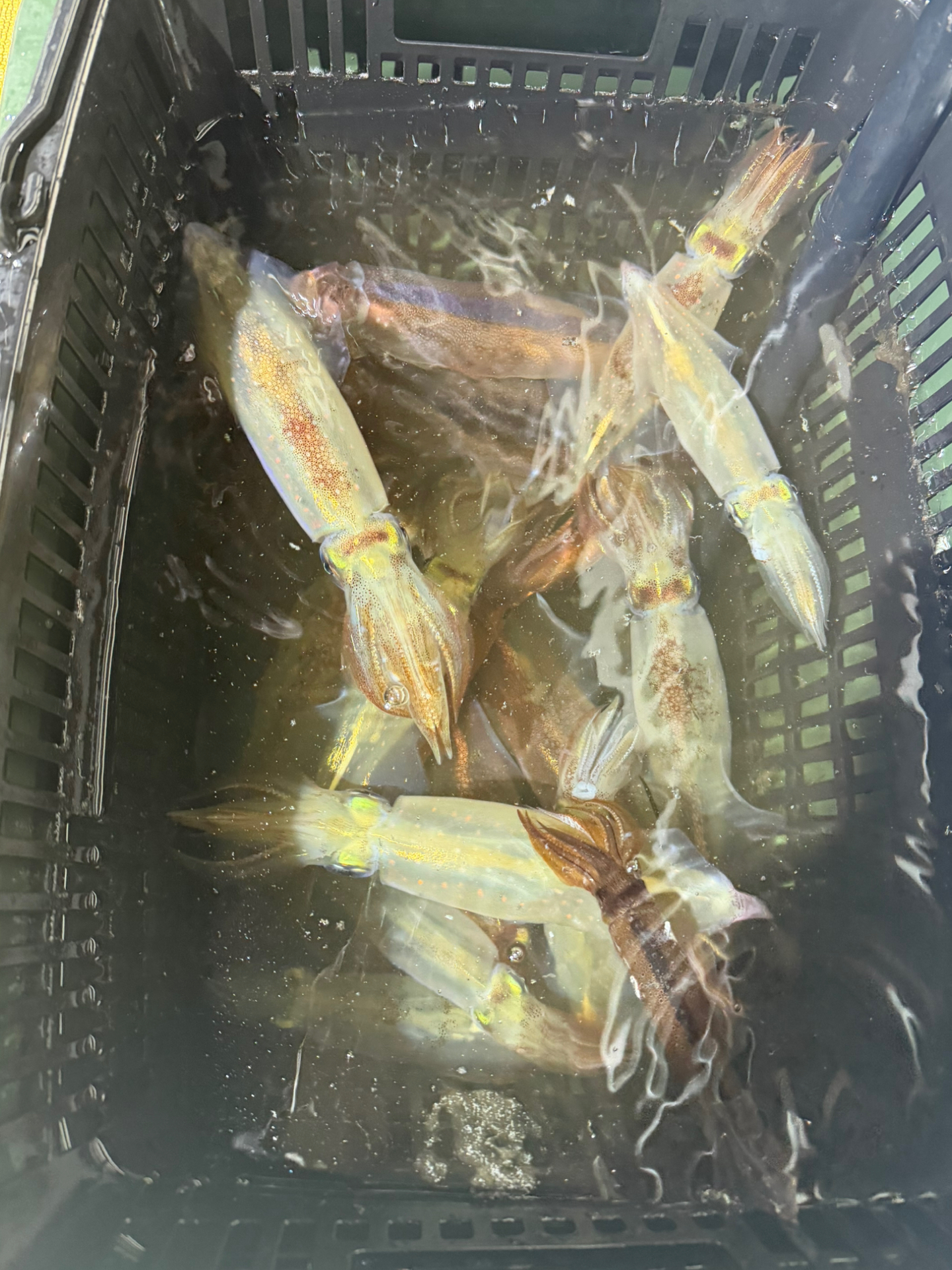 釣果