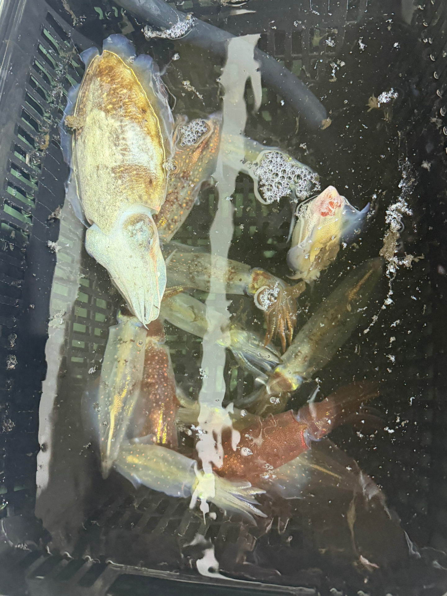 釣果