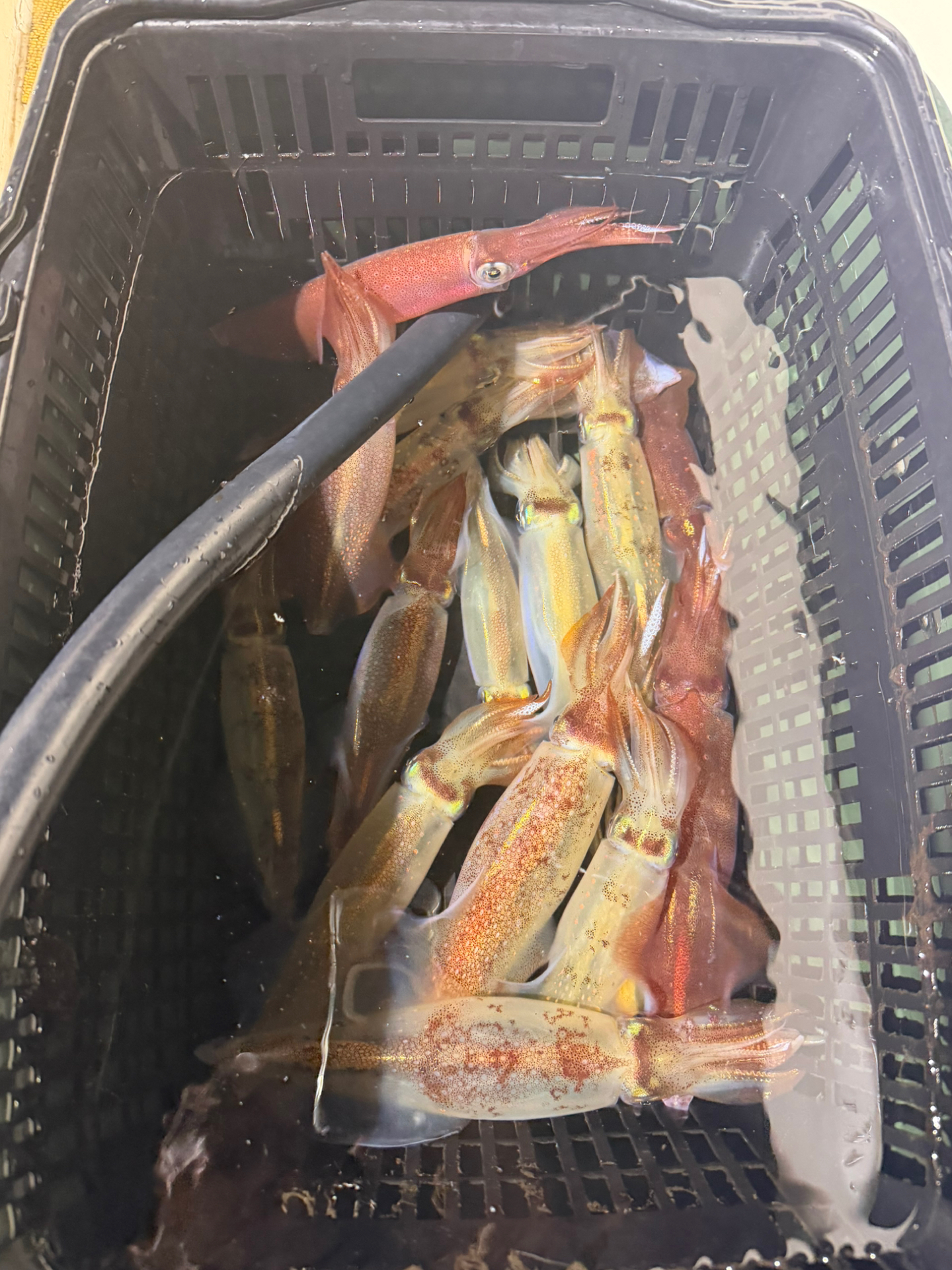 釣果
