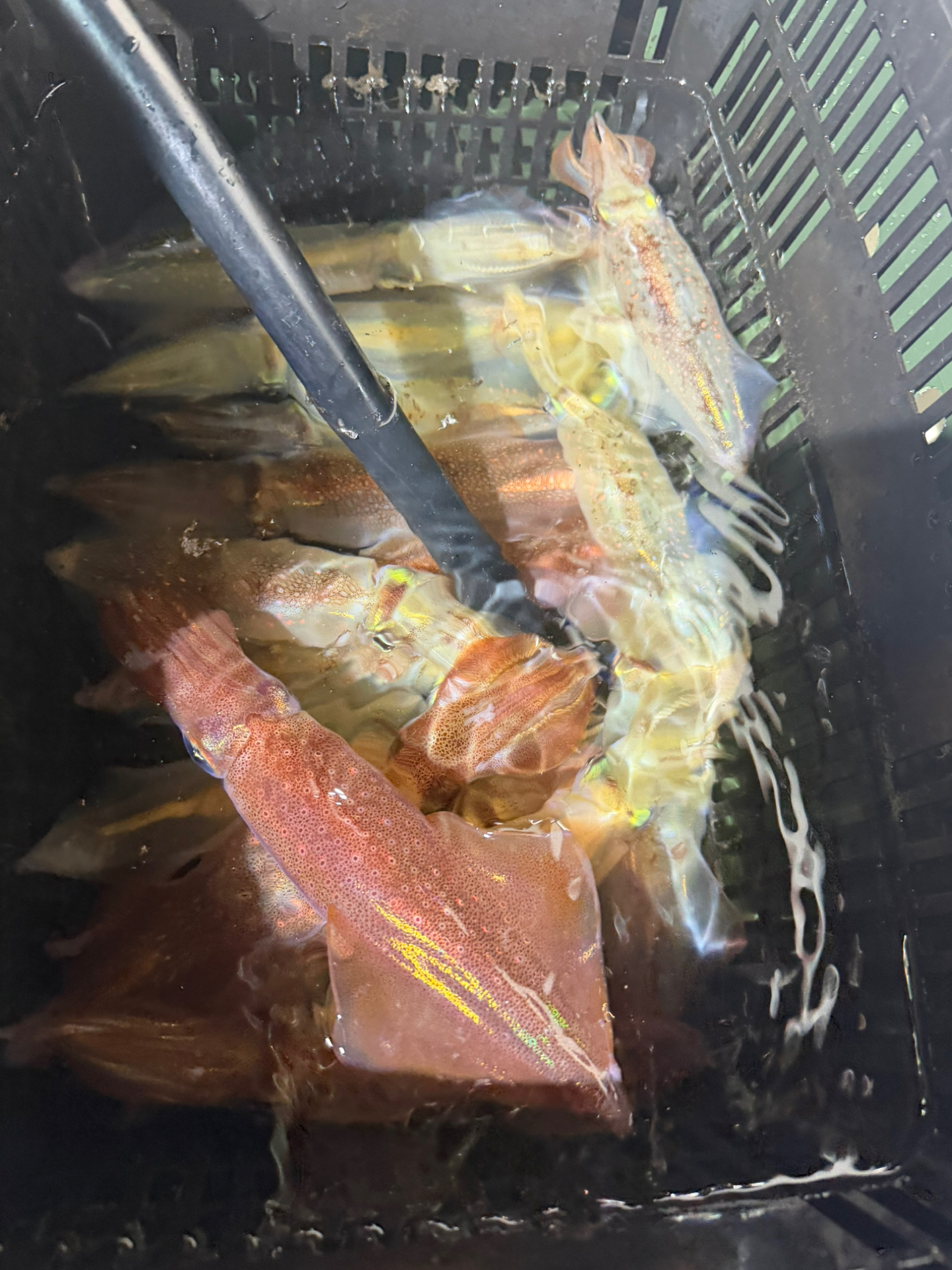 釣果