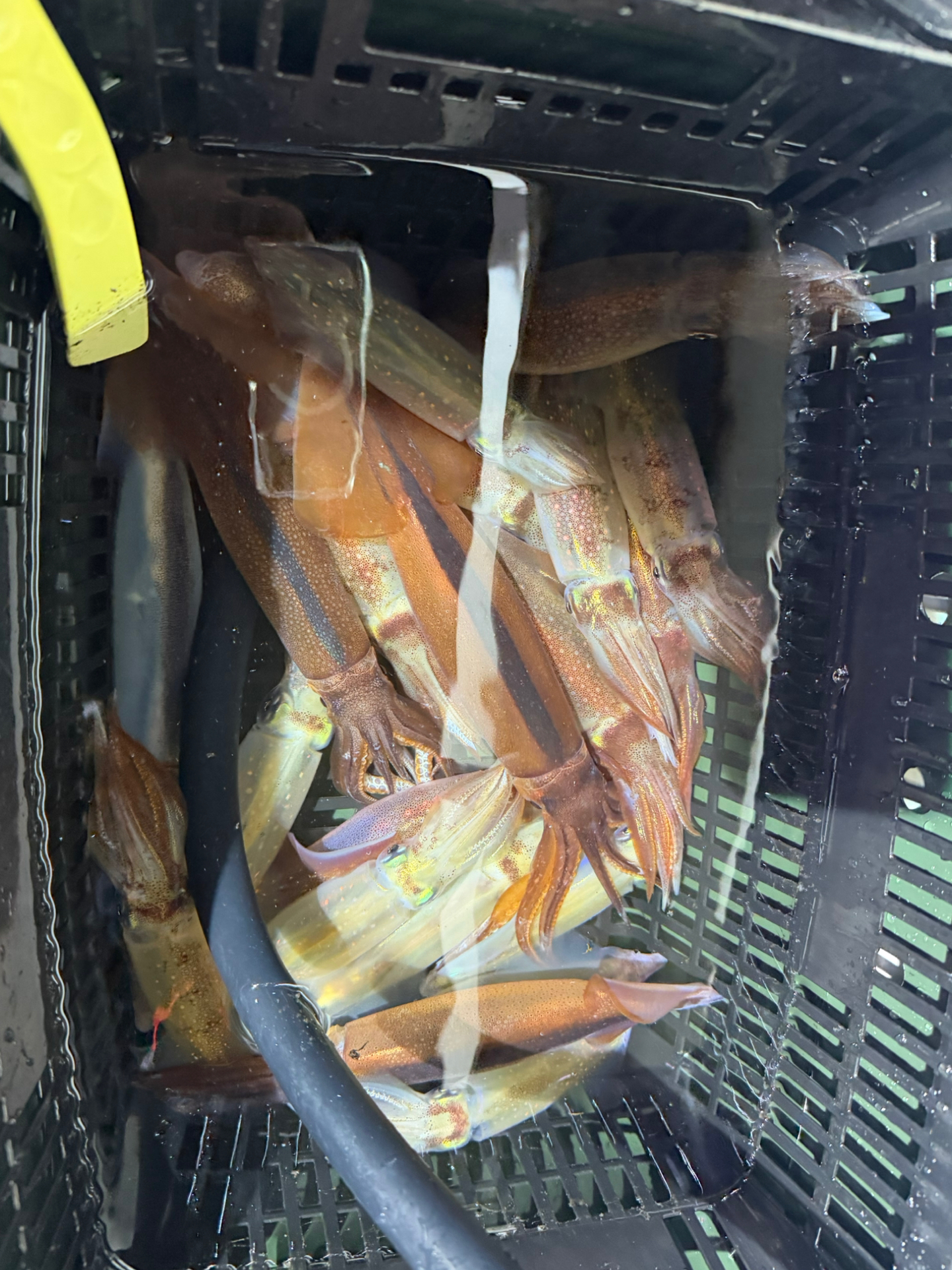 釣果