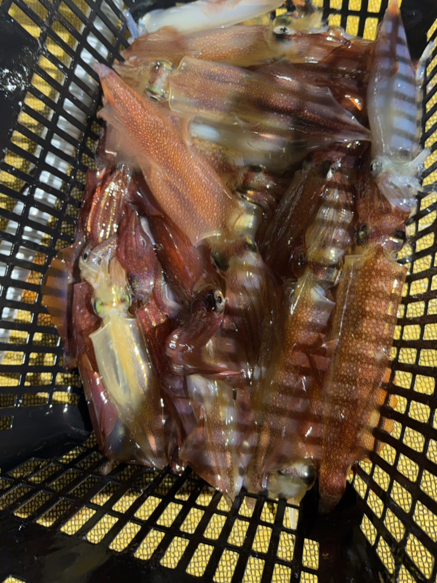 釣果