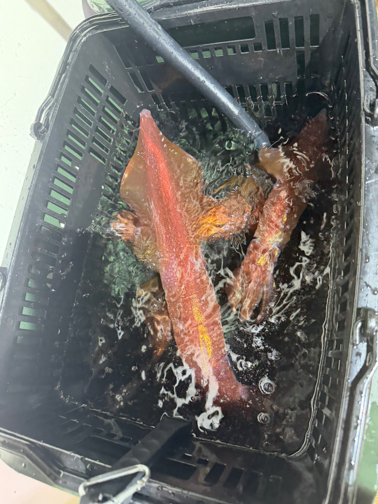 釣果
